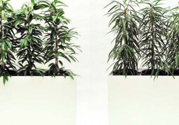 Prestige Rechteck 120 x 40 cm Pflanzgefäß bepflanzt mieten