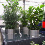 Landschaften mit Pflanzen