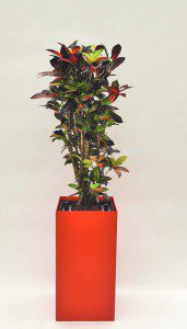 Prestige 40 cm x 40 cm 02