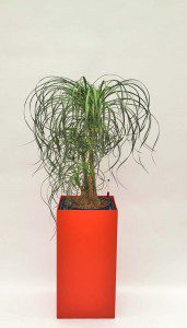 Prestige 40 cm x 40 cm 03