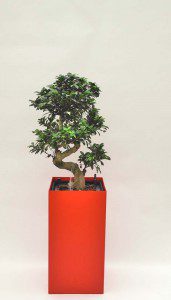 Prestige 40 cm x 40 cm 04