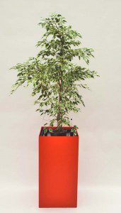 Prestige 40 cm x 40 cm 05