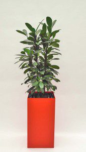 Prestige 40 cm x 40 cm 06