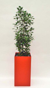 Prestige 40 cm x 40 cm 07