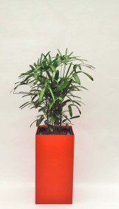 Prestige 40 cm x 40 cm 08