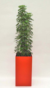 Prestige 40 cm x 40 cm 09