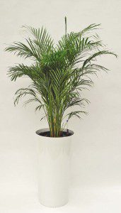 Primus 43_Top Seller 01