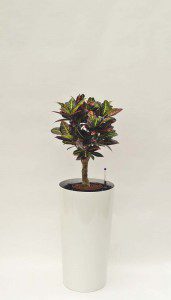 Primus 43_Top Seller 02