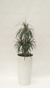 Primus 43_Top Seller 03