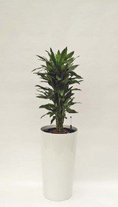 Primus 43_Top Seller 04