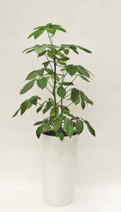 Primus 43_Top Seller 06