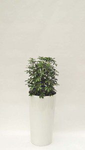 Primus 43_Top Seller 07