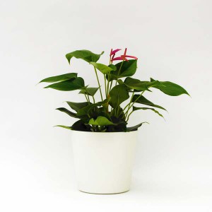 Flori RD 19 mit Hydrokulturpflanze 05