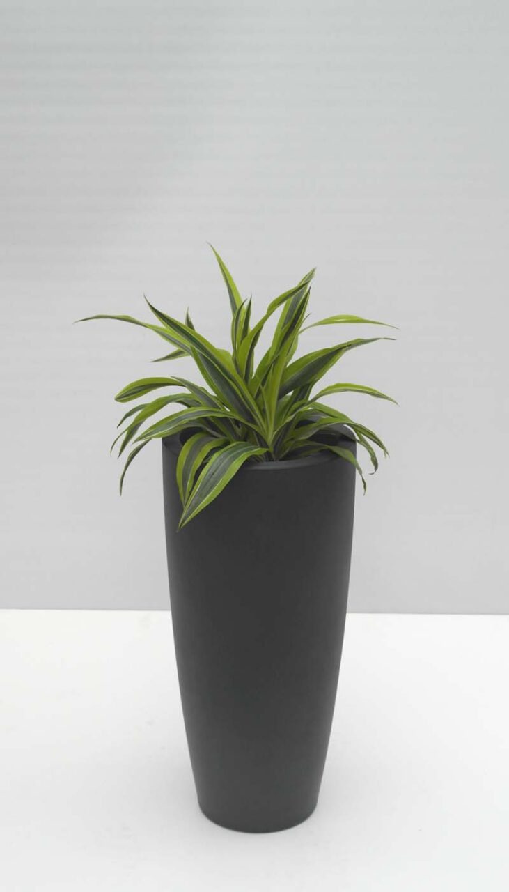 Talos RD 33 Top Seller 07