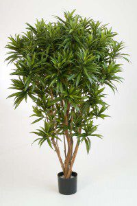 Dracaena