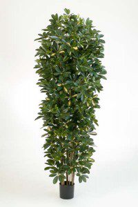 Schefflera