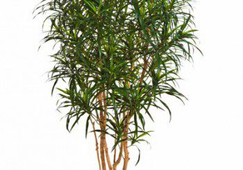 Dracaena Sorten künstlich Textilpflanzen