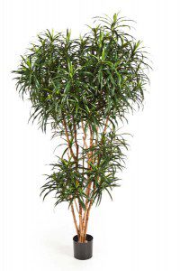 Dracaena Sorten 02