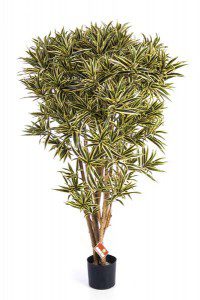 Dracaena Sorten 03