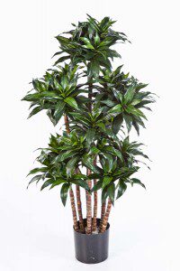 Dracaena Sorten 05