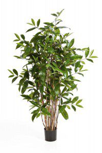 Dracaena Sorten 06