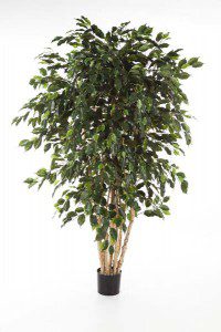 Ficus_Exotica