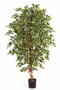 Ficus_Folia