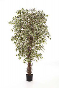 Ficus_Hawaiian Liana