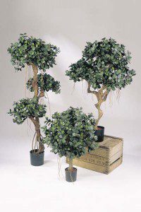 Ficus_Panda