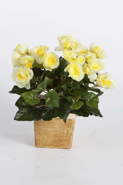 gummibaum kaktus Gummibaum | kaufen main image 0