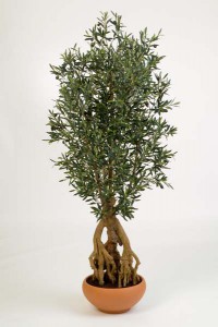 Olivenbäume 01