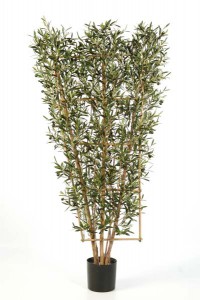 Olivenbäume 02