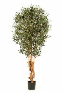 Olivenbäume 03
