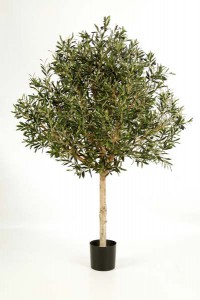 Olivenbäume 04