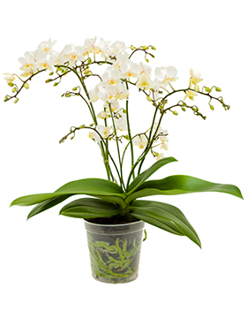 Orchideen Zimmerpflanzen Phalaenopsis