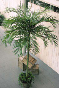 kunstpflanzen real Kunstpflanze Strelitzia 180 cm Real Touch