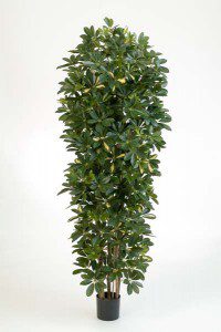 Schefflera künstlich 03