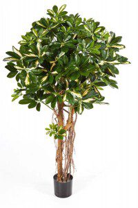 Schefflera künstlich 04