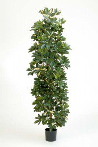 Schefflera künstlich 05