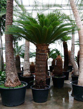 crassula ovata gollum variegata Crassula ovata 'Gollum' – Altman Plants main image 1
