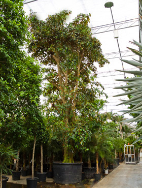 epipremnum pinnatum variegata xxl Epipremnum Pinnatum Aureum Variegated