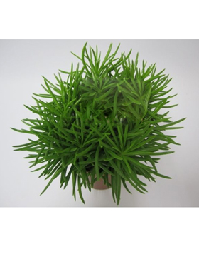 Zimmerpflanzen / Erdpflanzen im Kulturtopf RD 10 bis 15 cm kaufen