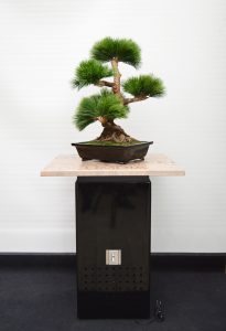MM Box schwarz hochglanz mit Platte coffee und Bonsai 2