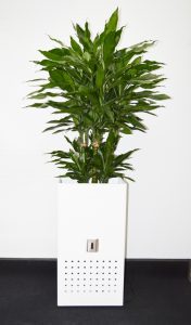 MM Box weiss hochglanz mit Dracaena fragrans