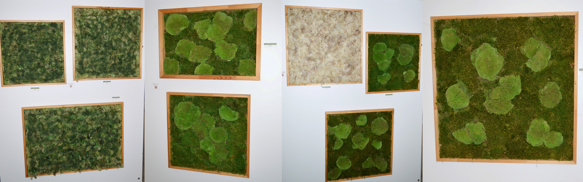 Moosbilder aus mumifiziertem Moos mit Holzrahmen in verschiedenen Größen und Ausführungen, - natürliches Grün an Wänden ohne Pflegeaufwand