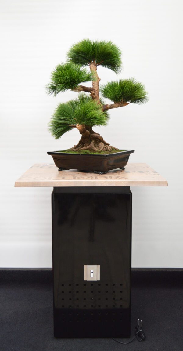 MM Box schwarz hochglanz mit Platte coffee und Bonsai 2 MM Box schwarz hochglanz mit Platte coffee und Bonsai 2