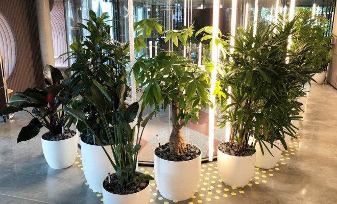 Bepflanzte Erdpflanzengefässe mit Hydro Profi Line System