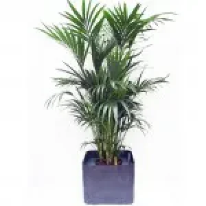 Impression_Elegance-50-x-50-cm-150x150