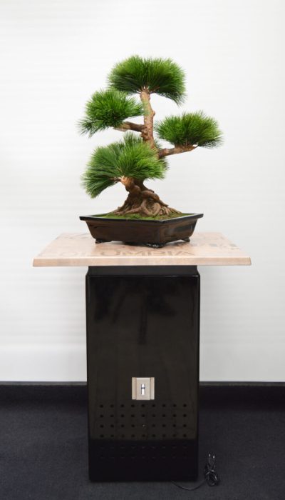 MM Box schwarz hochglanz mit Platte coffee und Bonsai 2